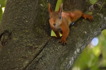 squirrel, animal, tree, red, nature, rodent, wildlife, cute, mammal, forest, wild, fur, tail, red squirrel, park, fluffy, brown, eating, nuts, wood, small, funny, animals, nut, autumn