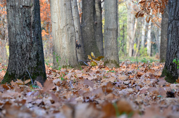 Obraz premium forest, autumn, tree, nature, fall, leaves, woods, trees, park, leaf, landscape, season, path, wood, green, yellow, outdoors, foliage, pine, plant, color, spring, grass, red, woodland