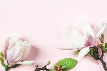 Zelfklevend Fotobehang  A beautiful blooming magnolia on the pink background,top view with copy space for your design, banner. Floral background © uliab