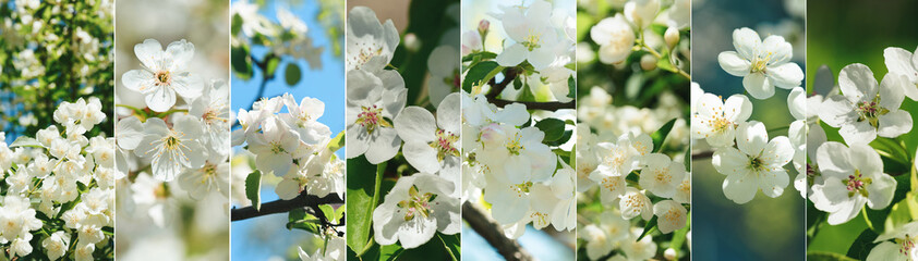flower collage of various types tree blossom