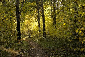 road in the forest