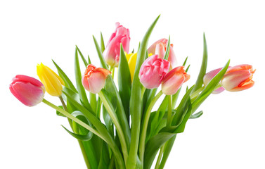 colorful tulips isolated on white background