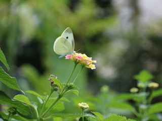 butterfly on flower