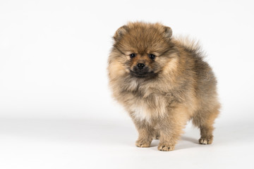 Small Pomeranian puppy standing isolated on a white and gray background
