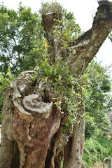 Fototapeta premium tree in forest