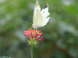 butterfly on flower