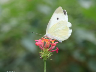 butterfly on flower