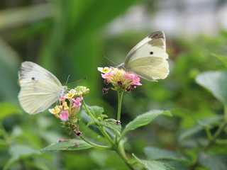butterfly on flower