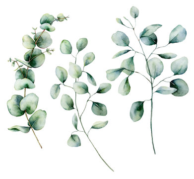 Watercolor eucalyptus set. Hand painted baby, seeded and silver dollar eucalyptus branch isolated on white background. Floral illustration for design, print, fabric or background.