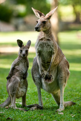 kangaroos: joey with mum