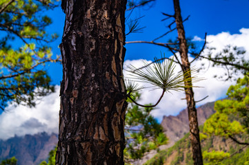 La Palma, Canary Islands, Spain, National Park showing Pine forests recovering after forest fires