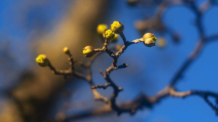 Springtime in the forest. Earrings blossomed on a tree