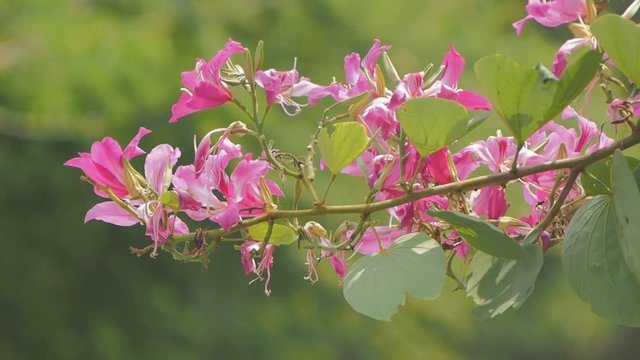 Vdo Beautiful Phanera purpurea or Bauhinia purpurea blossom on branches, Common names include orchid tree, purple bauhinia, camel's foot, butterfly tree, and Hawaiian orchid tree.