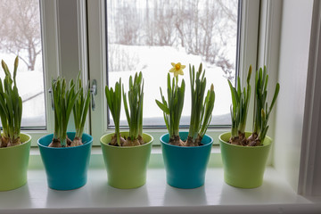 Colorful Flowerpots of Dwarf Daffodils, Narcissus, in a window post with snow outside. Spring.
