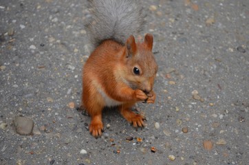 squirrel, animal, rodent, nature, mammal, wildlife, red, tail, cute, fur, nut, wild, eating, forest, tree, red squirrel, park, animals, fluffy, brown, grey, small, furry, eat, squirrels