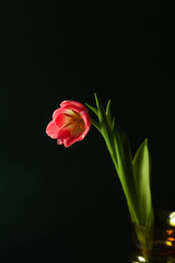 Beautiful tulip, near a dark background, dark lighting