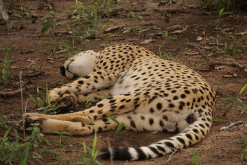 schlafender Gepard