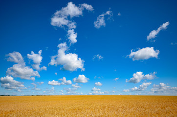 Fototapeta na wymiar Wheat field summer sunny day under cloudy blue sky