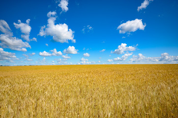 Naklejka premium Wheat field summer sunny day under cloudy blue sky