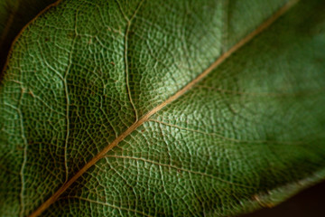 background of Laurel leaves close-up. dry green leaf texture