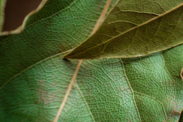 background of Laurel leaves close-up. dry green leaf texture