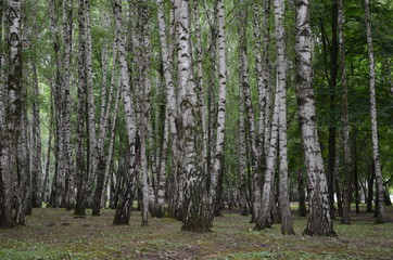 Obraz premium las, drzewo, natura, sosna, krajobraz, drzewa, drewno, jesień, Zielony, Las, lato, park, trawa, pora roku, bagażnik, słońce, brzoza, jesień, ścieżka, liście, lekki, lesisty teren, na dworze, listowie, liść
