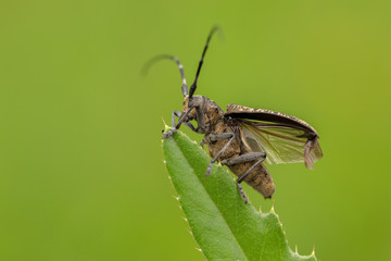 Fototapeta na wymiar Small white-marmorated long-horned beetle Monochamus sutor in Czech Republic