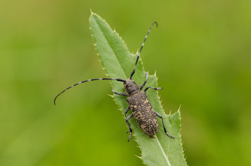 Small white-marmorated long-horned beetle Monochamus sutor in Czech Republic
