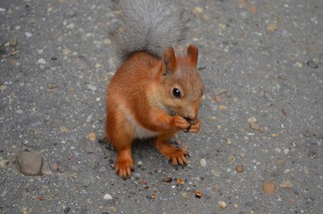 squirrel, animal, rodent, nature, red, wildlife, tail, cute, mammal, park, wild, fur, eating, animals, forest, tree, brown, autumn, nut, fluffy, green, grey, furry, grass, nuts, red squirrel, small, e