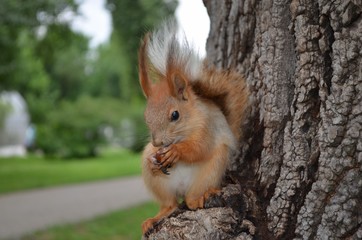squirrel, animal, rodent, nature, red, wildlife, tail, cute, mammal, park, wild, fur, eating, animals, forest, tree, brown, autumn, nut, fluffy, green, grey, furry, grass, nuts, red squirrel, small, e