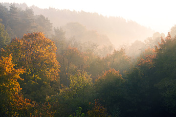 Autumn forest landscape early in the morning, golden colored nature background 