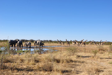 Fototapeta na wymiar Namibia: A herd of girafs and elephants in Etosha National park.