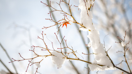One, single red maple leaf hanging on a twig blanketed in snow, during a rare cold winter in Japan's Kyoto City.