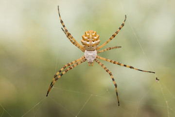 Beautiful Spider Argiope lobata in Croatia, Krk