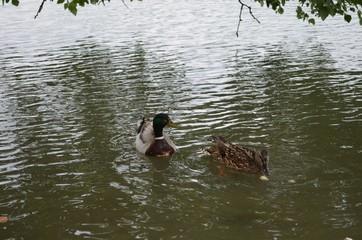 duck, nature, lake, park, birds,