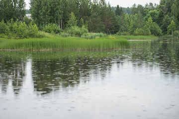 Fototapeta na wymiar Rainy day on the lake in the forest.