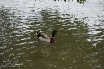 duck, nature, lake, park, birds,