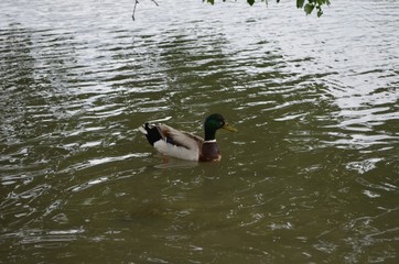 duck, nature, lake, park, birds,