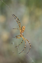 Beautiful Spider Argiope lobata in Croatia, Krk