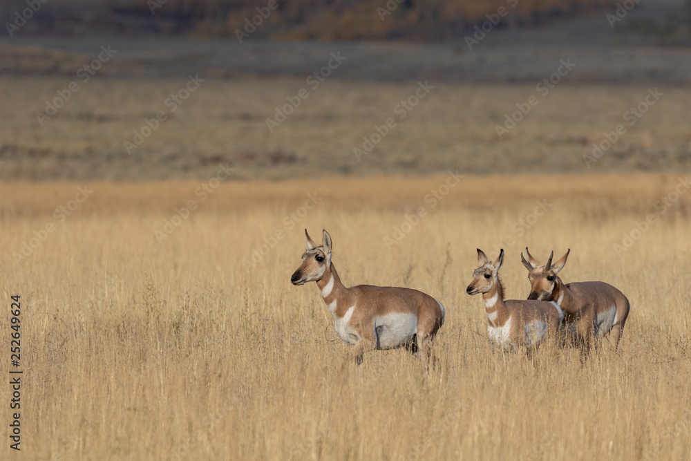 Canvas Prints Herd of Pronghorn antelope in Fall