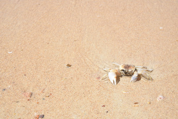 Crab on the sandy beach background. Summer day concept. Vacation holidays background wallpaper.