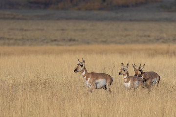 Herd of Pronghorn antelope in Fall