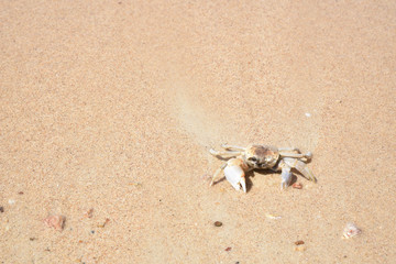 Crab on the sandy beach background. Summer day concept. Vacation holidays background wallpaper.