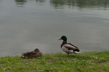 duck, nature, lake, park, birds,