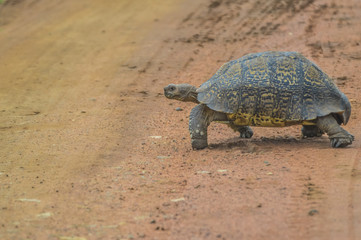Fototapeta premium Cute small Leopard Tortoise crawling on dirt road in a game reserve in South Africa