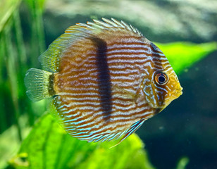 Discus fish in aquarium