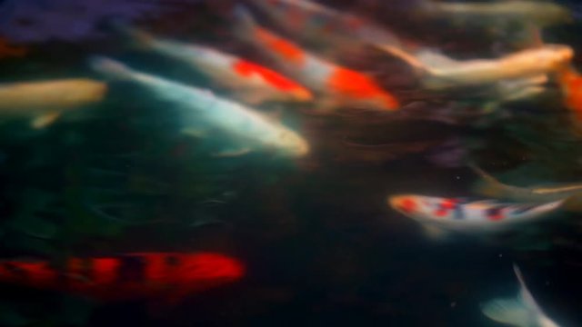 Koi fish or Amur carp fish slow motion swimming in pond.