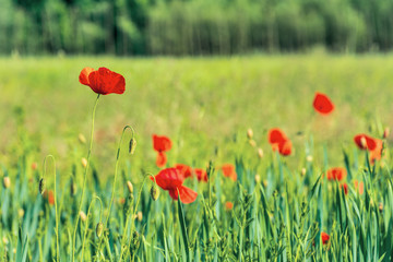 poppy flowers on a rural field. vivid agricultural background on a sunny day