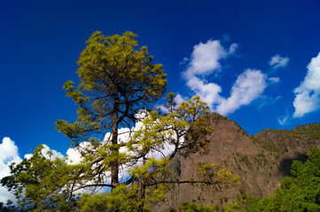La Palma, Canary Islands, Spain, National Park showing Pine forests recovering after forest fires