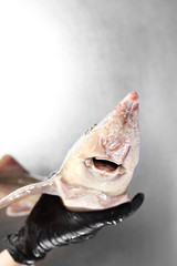 Jesiotr. Świeża ryba. Kobieta trzyma w dłoniach rybę  © foodandcook